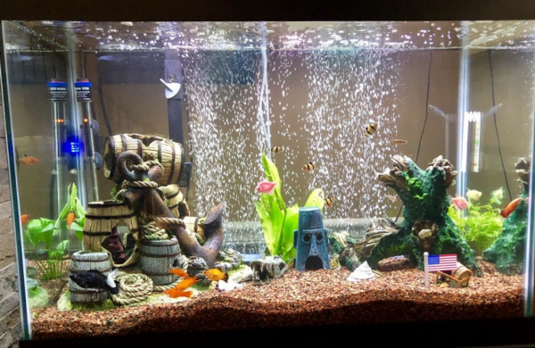 Aquarium modern dan canggih dengan sistem pemupukan otomatis